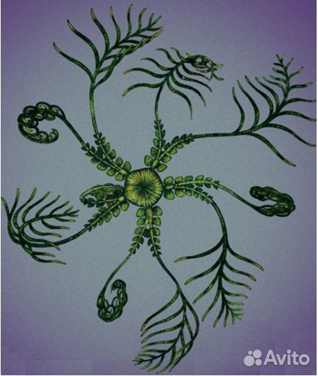 Криноидеи (пелагические, плавающие) и Бластоидеи