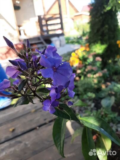 Флокс Кинг, флокс Ауреоле