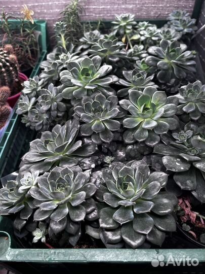 Каменный цветок