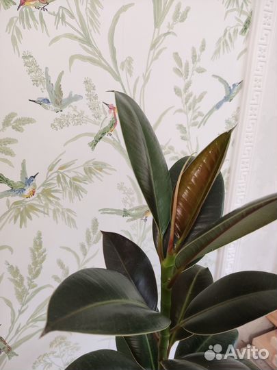 Фикус эластика каучуконосный