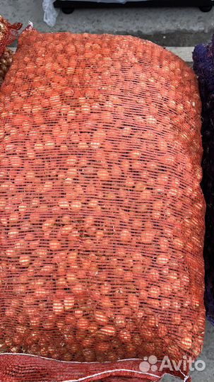 Лук севок штутгартер