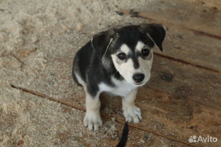 Помесь хаски щенок