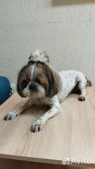 Стрижка собак и кошек/груминг