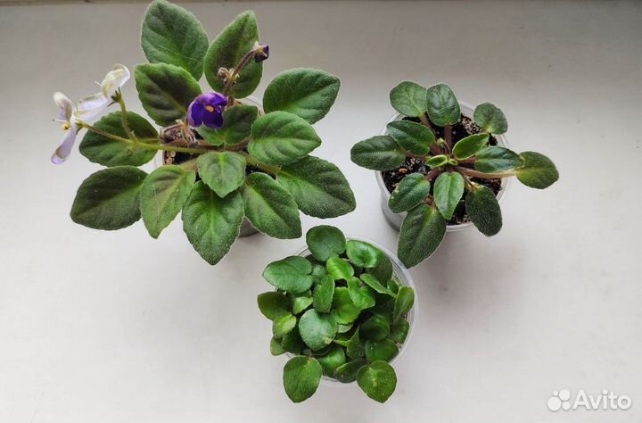 Фиалки, набор (3 шт)