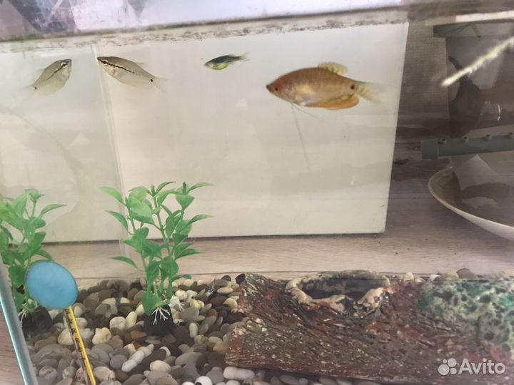 Рыбки вместе с аквариум