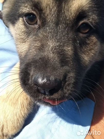 Щенки девочки