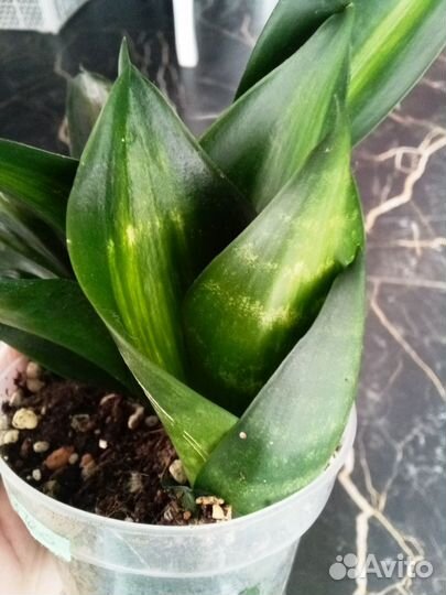 Сансевиерия Ханни грин мулд медиопикта