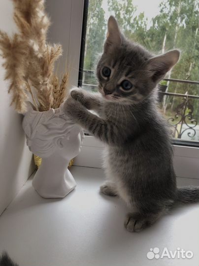 Котята вислоухие