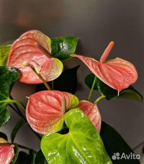 Антуриум Свит Дрим