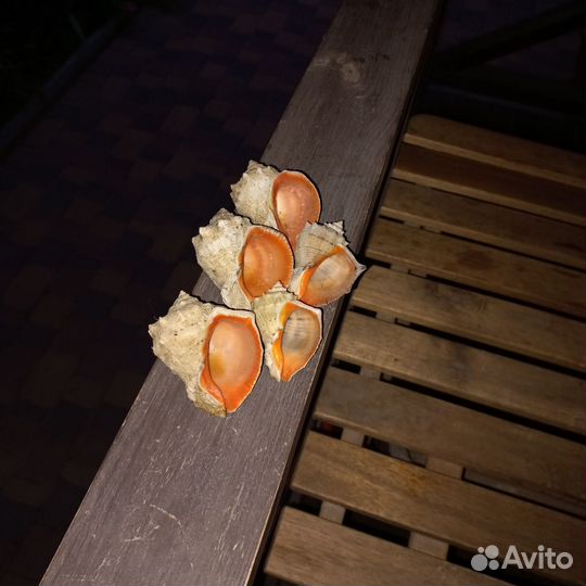 Морские ракушки раковины