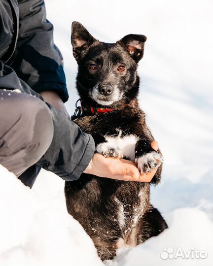 Кнопочка ищет семью