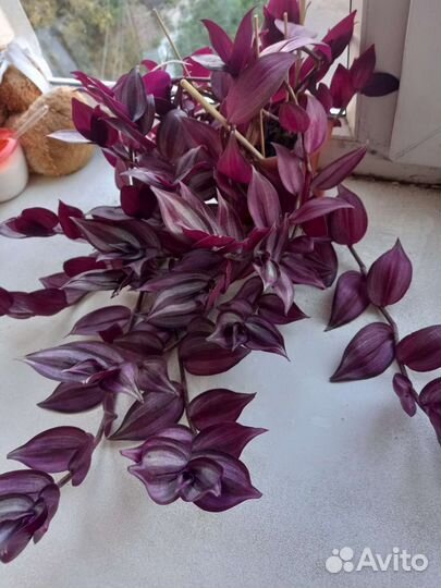 Традесканция зебрина