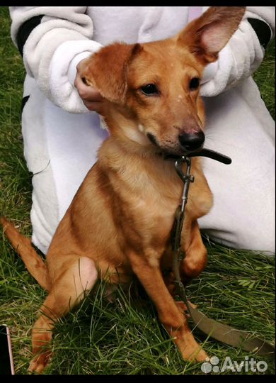 Милашка девочка Мия,7мес, будет не большой