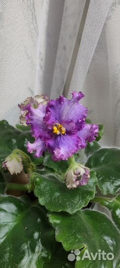 Детки сортовых фиалок