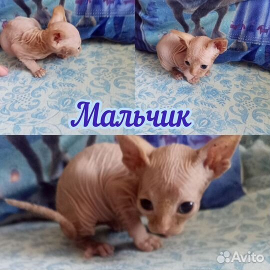 Канадский сфинкс котята