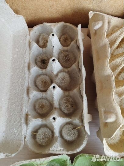 Одуванчики сухие, сухоцветы