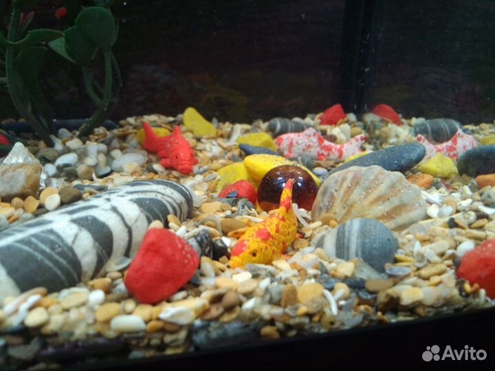 Аквариумные рыбки