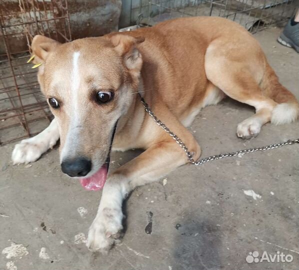 Дункан ищет дом