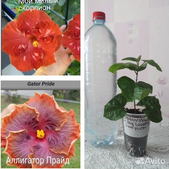 Сортовые гибискусы
