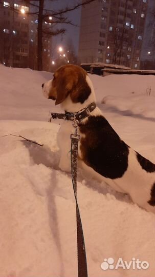 Вязка кобеля бигля