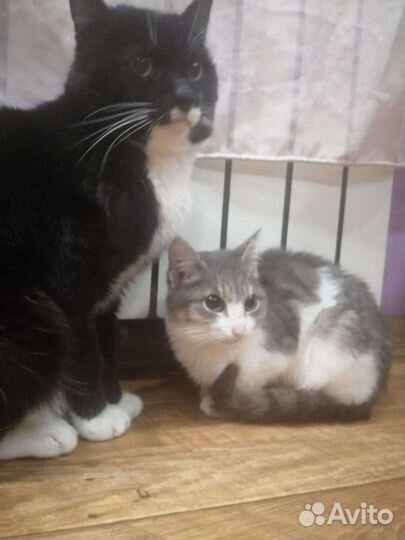 Котики ищут Дом