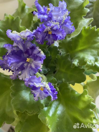 Цветы фиалки