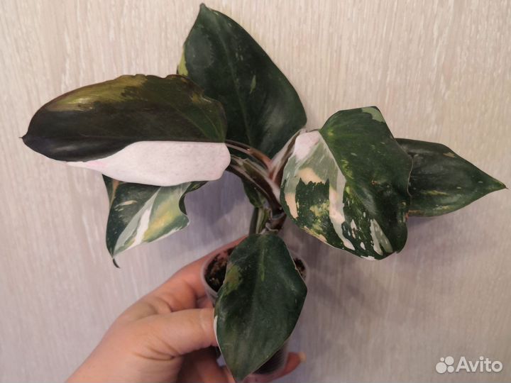 Сциндапсус, филодендрон, монстера