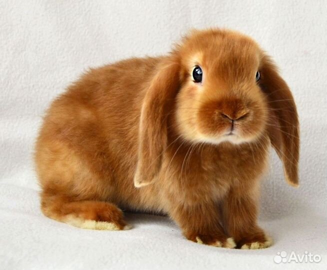 Кролик вислоухий
