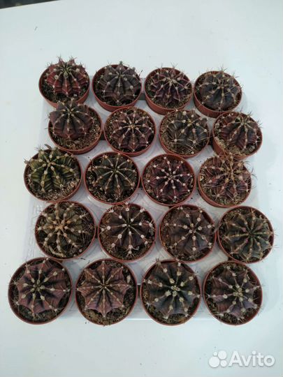 Суккуленты