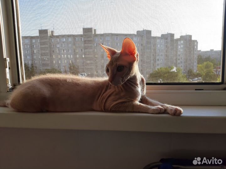 Донской сфинкс