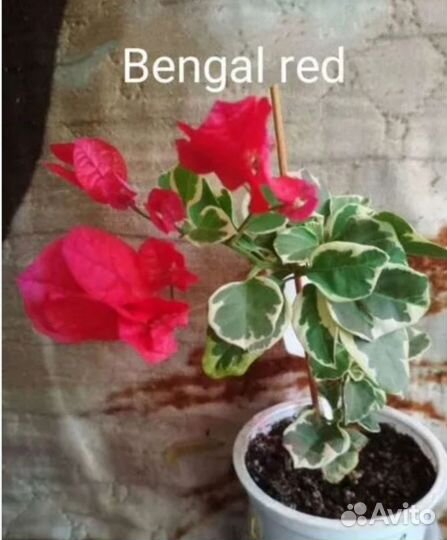 Бугенвиллия бенгал ред