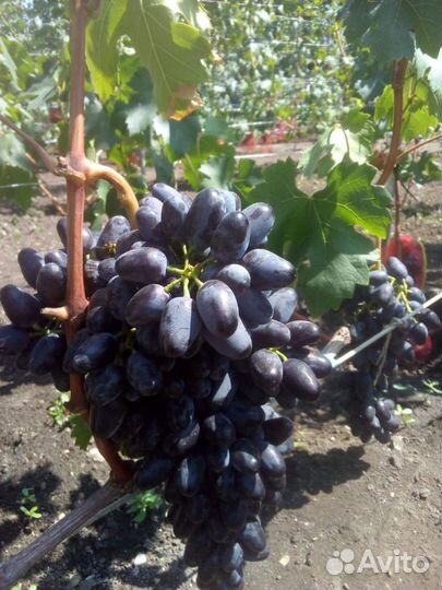 Саженцы И черенки винограда