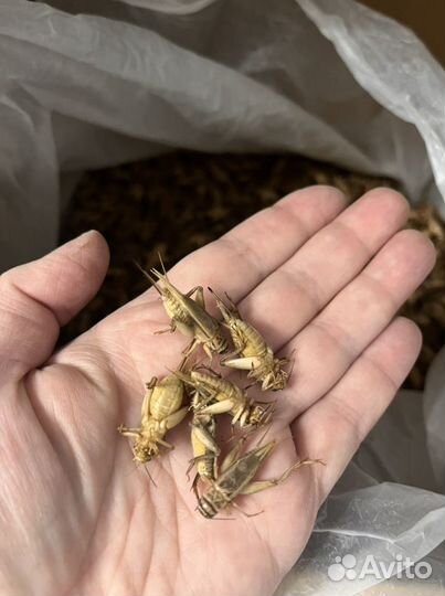 Сверчки, сверчок домовой, кормовой