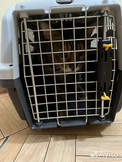 Переноска в аренду, прокат. Для кошек, собак