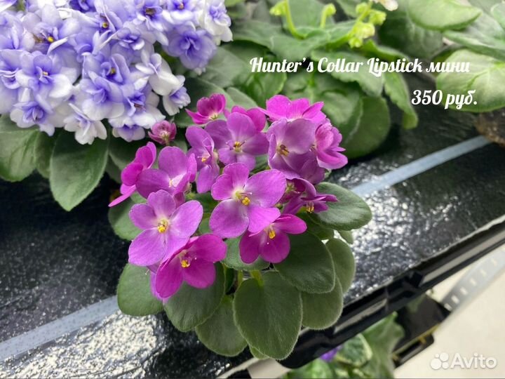 Цветущие фиалки