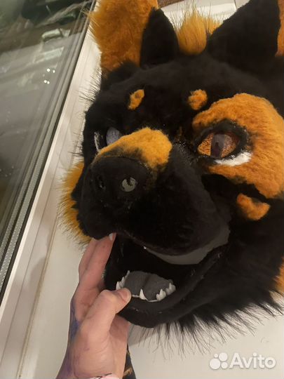 Фурсьют кота