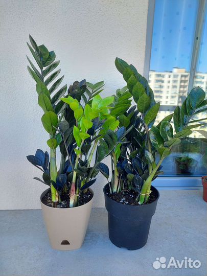 Замиокулькас черный равен, зензи