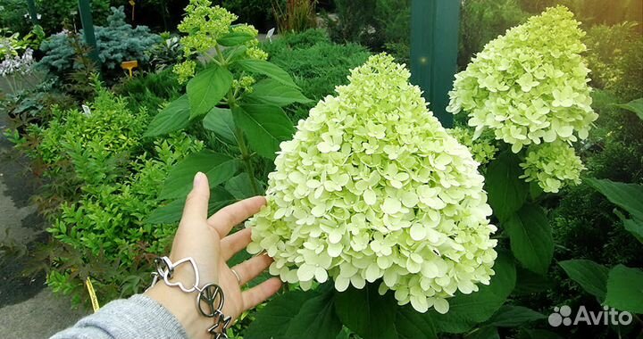 Гортензия многолетняя питомник Чита