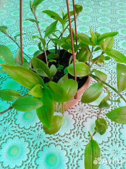 Традесканция