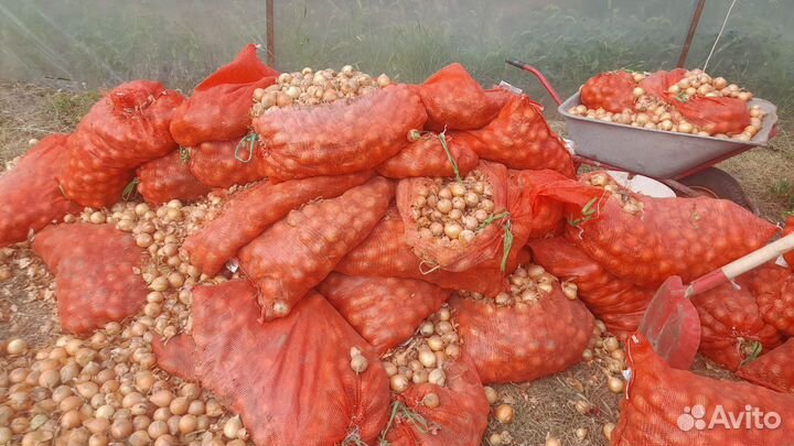 Лук на перо