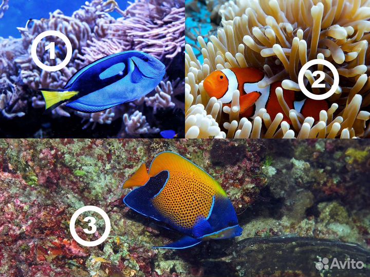 Морские рыбки
