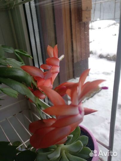 Декабрист шлюмбергера