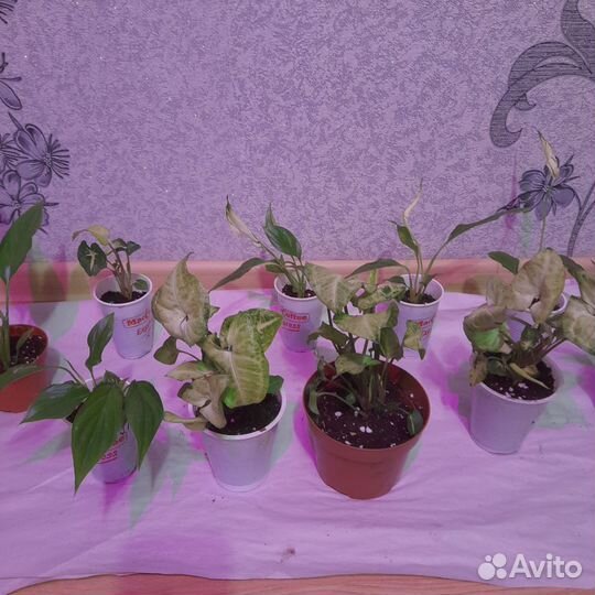 Спатифиллум