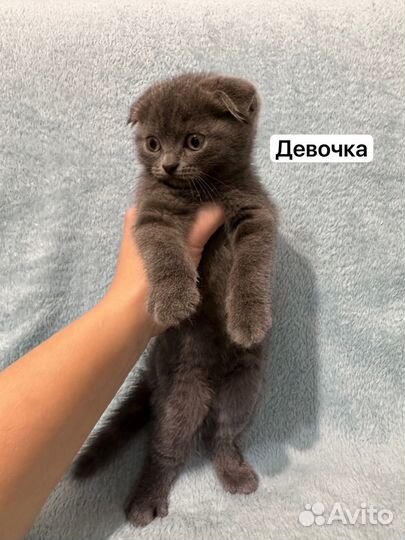Британские котята