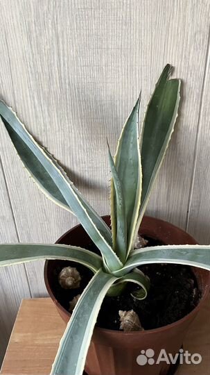 Агава американская полосатая