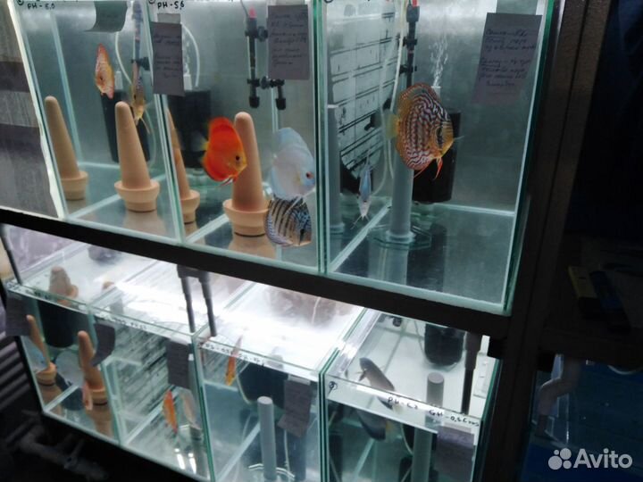 Дискусы (цихлиды)