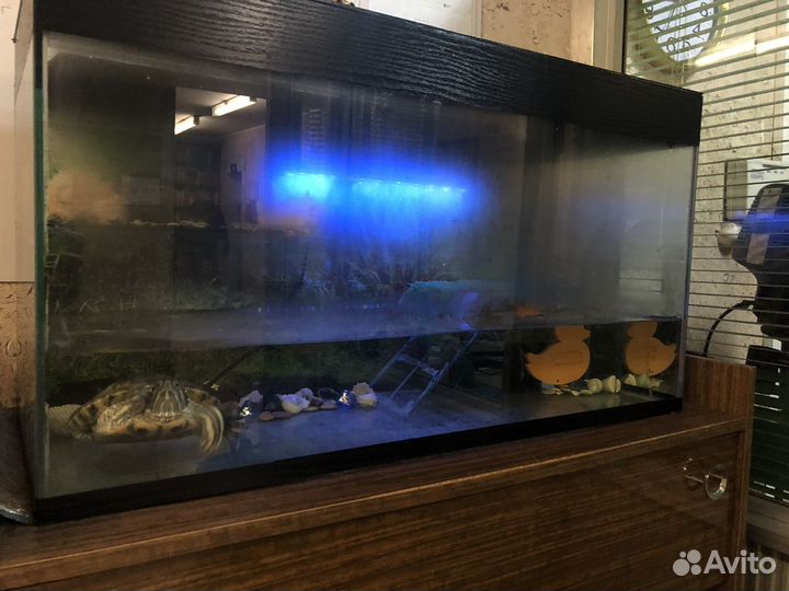 Черепашка красноухая с аквариумом