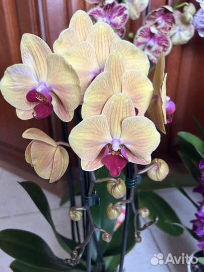 Орхидеи разных сортов
