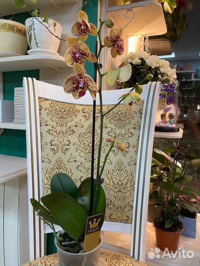 Орхидея