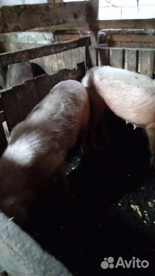 Свиноматки на откорм